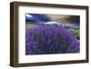 California, Sierra Nevada Mountains. Inyo Bush Lupines in Bloom-Jaynes Gallery-Framed Photographic Print