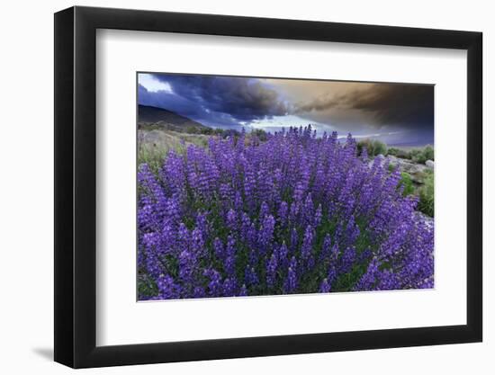 California, Sierra Nevada Mountains. Inyo Bush Lupines in Bloom-Jaynes Gallery-Framed Photographic Print