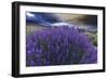 California, Sierra Nevada Mountains. Inyo Bush Lupines in Bloom-Jaynes Gallery-Framed Photographic Print