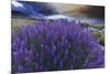 California, Sierra Nevada Mountains. Inyo Bush Lupines in Bloom-Jaynes Gallery-Mounted Photographic Print