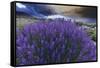 California, Sierra Nevada Mountains. Inyo Bush Lupines in Bloom-Jaynes Gallery-Framed Stretched Canvas