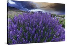 California, Sierra Nevada Mountains. Inyo Bush Lupines in Bloom-Jaynes Gallery-Stretched Canvas