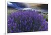 California, Sierra Nevada Mountains. Inyo Bush Lupines in Bloom-Jaynes Gallery-Framed Premium Photographic Print