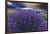 California, Sierra Nevada Mountains. Inyo Bush Lupines in Bloom-Jaynes Gallery-Framed Premium Photographic Print