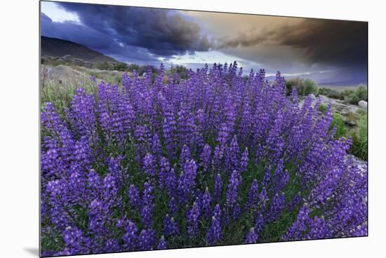 California, Sierra Nevada Mountains. Inyo Bush Lupines in Bloom-Jaynes Gallery-Mounted Premium Photographic Print