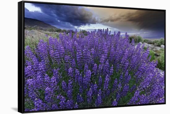 California, Sierra Nevada Mountains. Inyo Bush Lupines in Bloom-Jaynes Gallery-Framed Stretched Canvas