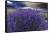 California, Sierra Nevada Mountains. Inyo Bush Lupines in Bloom-Jaynes Gallery-Framed Stretched Canvas