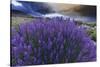California, Sierra Nevada Mountains. Inyo Bush Lupines in Bloom-Jaynes Gallery-Stretched Canvas