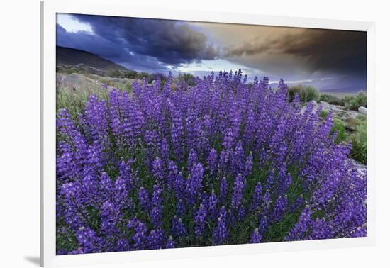 California, Sierra Nevada Mountains. Inyo Bush Lupines in Bloom-Jaynes Gallery-Framed Photographic Print