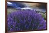 California, Sierra Nevada Mountains. Inyo Bush Lupines in Bloom-Jaynes Gallery-Framed Photographic Print