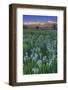 California, Sierra Nevada Mountains. Wild Iris Blooming in Owens Valley-Jaynes Gallery-Framed Photographic Print