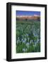 California, Sierra Nevada Mountains. Wild Iris Blooming in Owens Valley-Jaynes Gallery-Framed Photographic Print