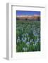 California, Sierra Nevada Mountains. Wild Iris Blooming in Owens Valley-Jaynes Gallery-Framed Photographic Print