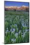 California, Sierra Nevada Mountains. Wild Iris Blooming in Owens Valley-Jaynes Gallery-Mounted Photographic Print