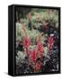 California, Sierra Nevada Mts, Indian Paintbrush, Castilleja-Christopher Talbot Frank-Framed Stretched Canvas