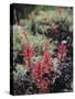 California, Sierra Nevada Mts, Indian Paintbrush, Castilleja-Christopher Talbot Frank-Stretched Canvas