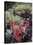 California, Sierra Nevada Mts, Indian Paintbrush, Castilleja-Christopher Talbot Frank-Stretched Canvas