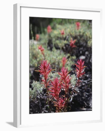 California, Sierra Nevada Mts, Indian Paintbrush, Castilleja-Christopher Talbot Frank-Framed Photographic Print