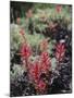 California, Sierra Nevada Mts, Indian Paintbrush, Castilleja-Christopher Talbot Frank-Mounted Photographic Print