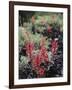 California, Sierra Nevada Mts, Indian Paintbrush, Castilleja-Christopher Talbot Frank-Framed Photographic Print