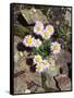California, Sierra Nevada Mts, Inyo Nf, a Daisy Growing Out of Rocks-Christopher Talbot Frank-Framed Stretched Canvas