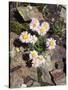 California, Sierra Nevada Mts, Inyo Nf, a Daisy Growing Out of Rocks-Christopher Talbot Frank-Stretched Canvas