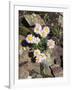 California, Sierra Nevada Mts, Inyo Nf, a Daisy Growing Out of Rocks-Christopher Talbot Frank-Framed Photographic Print