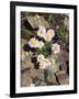 California, Sierra Nevada Mts, Inyo Nf, a Daisy Growing Out of Rocks-Christopher Talbot Frank-Framed Photographic Print