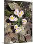 California, Sierra Nevada Mts, Inyo Nf, a Daisy Growing Out of Rocks-Christopher Talbot Frank-Mounted Photographic Print