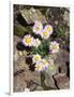 California, Sierra Nevada Mts, Inyo Nf, a Daisy Growing Out of Rocks-Christopher Talbot Frank-Framed Photographic Print