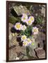 California, Sierra Nevada Mts, Inyo Nf, a Daisy Growing Out of Rocks-Christopher Talbot Frank-Framed Photographic Print