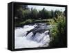 California, Sierra Nevada Mts, Inyo Nf, Flowers Along the Owens River-Christopher Talbot Frank-Framed Stretched Canvas