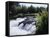 California, Sierra Nevada Mts, Inyo Nf, Flowers Along the Owens River-Christopher Talbot Frank-Framed Stretched Canvas