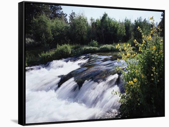 California, Sierra Nevada Mts, Inyo Nf, Flowers Along the Owens River-Christopher Talbot Frank-Framed Stretched Canvas