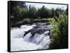 California, Sierra Nevada Mts, Inyo Nf, Flowers Along the Owens River-Christopher Talbot Frank-Framed Stretched Canvas