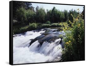 California, Sierra Nevada Mts, Inyo Nf, Flowers Along the Owens River-Christopher Talbot Frank-Framed Stretched Canvas