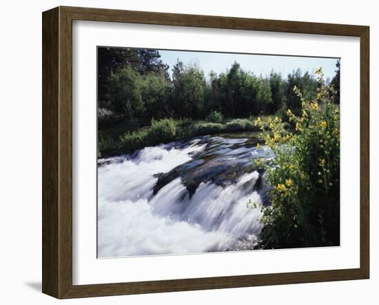 California, Sierra Nevada Mts, Inyo Nf, Flowers Along the Owens River-Christopher Talbot Frank-Framed Premium Photographic Print