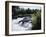 California, Sierra Nevada Mts, Inyo Nf, Flowers Along the Owens River-Christopher Talbot Frank-Framed Premium Photographic Print