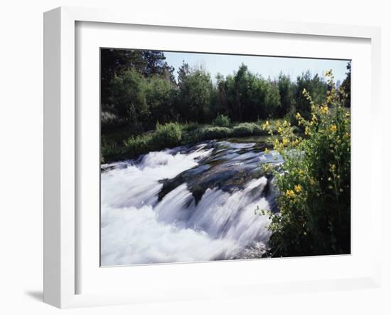 California, Sierra Nevada Mts, Inyo Nf, Flowers Along the Owens River-Christopher Talbot Frank-Framed Premium Photographic Print