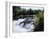 California, Sierra Nevada Mts, Inyo Nf, Flowers Along the Owens River-Christopher Talbot Frank-Framed Premium Photographic Print