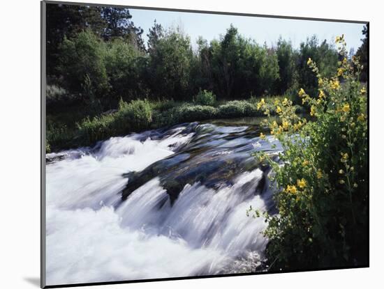 California, Sierra Nevada Mts, Inyo Nf, Flowers Along the Owens River-Christopher Talbot Frank-Mounted Premium Photographic Print