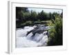 California, Sierra Nevada Mts, Inyo Nf, Flowers Along the Owens River-Christopher Talbot Frank-Framed Photographic Print