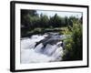 California, Sierra Nevada Mts, Inyo Nf, Flowers Along the Owens River-Christopher Talbot Frank-Framed Photographic Print