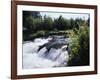 California, Sierra Nevada Mts, Inyo Nf, Flowers Along the Owens River-Christopher Talbot Frank-Framed Photographic Print