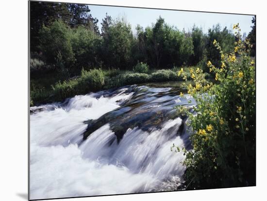 California, Sierra Nevada Mts, Inyo Nf, Flowers Along the Owens River-Christopher Talbot Frank-Mounted Photographic Print