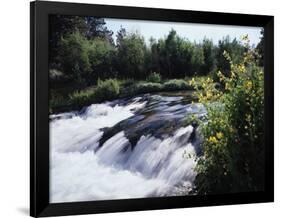 California, Sierra Nevada Mts, Inyo Nf, Flowers Along the Owens River-Christopher Talbot Frank-Framed Photographic Print