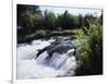 California, Sierra Nevada Mts, Inyo Nf, Flowers Along the Owens River-Christopher Talbot Frank-Framed Photographic Print