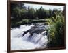 California, Sierra Nevada Mts, Inyo Nf, Flowers Along the Owens River-Christopher Talbot Frank-Framed Photographic Print