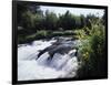 California, Sierra Nevada Mts, Inyo Nf, Flowers Along the Owens River-Christopher Talbot Frank-Framed Photographic Print