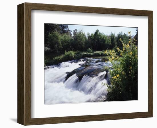 California, Sierra Nevada Mts, Inyo Nf, Flowers Along the Owens River-Christopher Talbot Frank-Framed Photographic Print